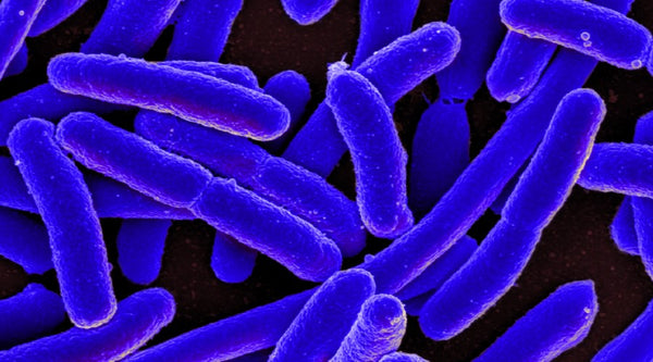 E Coli in Water. How can it affect you?